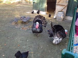 Animaux mini ferme Center Parcs Normandie