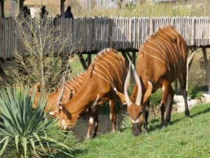 Animaux zoo de Beauval
