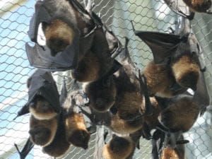 Chauve souris zoo de Beauval