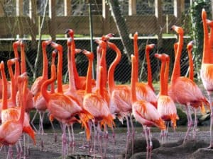 Flamant rose zoo de Beauval