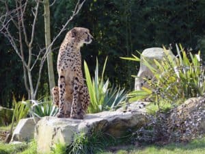 Guépard zoo de Beauval