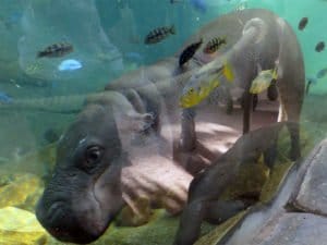 Hippopotame pygmée Beauval