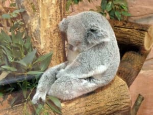 Koala Beauval