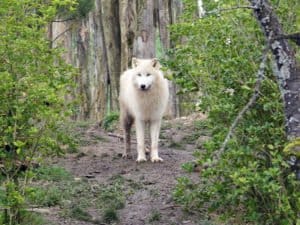 Loup zoo de Beauval