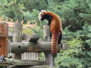 Panda roux zoo de Beauval