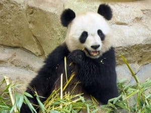 Panda zoo de Beauval