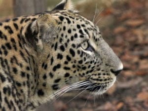 Panthère zoo de Beauval