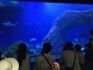 Aquarium Canet requin