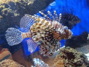 Oniria Aquarium Canet