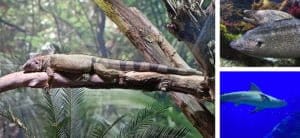 Aquarium oniria avis