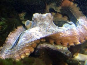 Visite aquarium canet