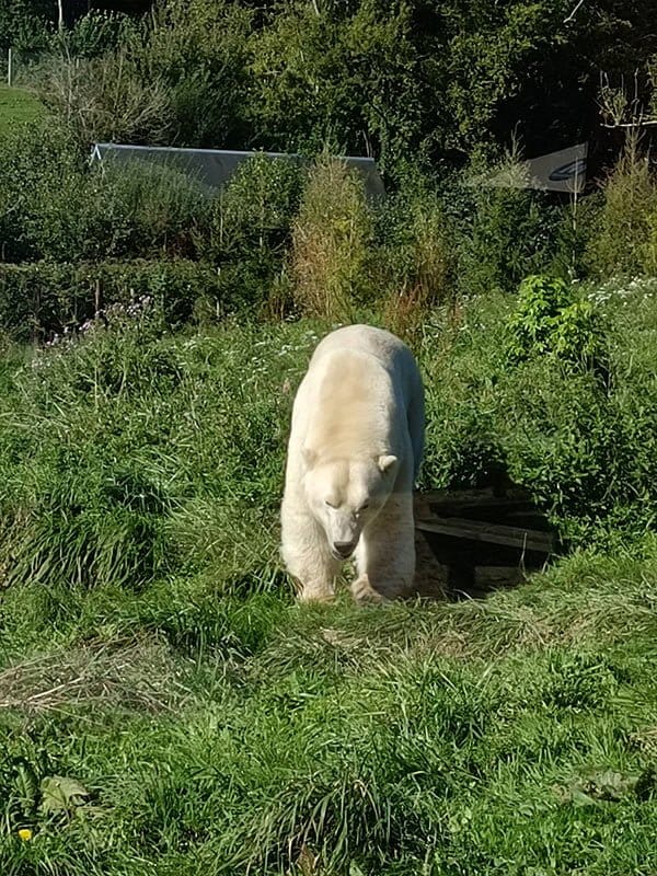 Ours zoo Cerza