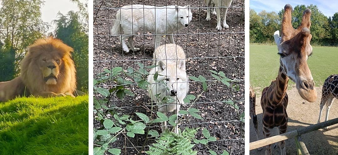 zoo de Cerza avis